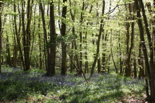 Le sous bois du manoir de kerliviry